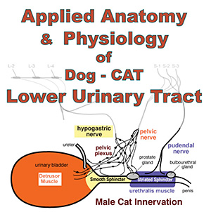 LUT: Physiology