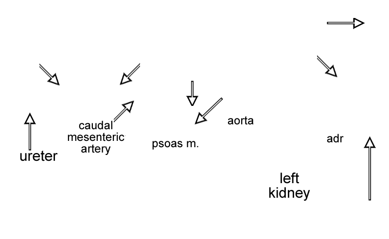 Caudal Mesenteric Ganglion - Hypogastric Nerves