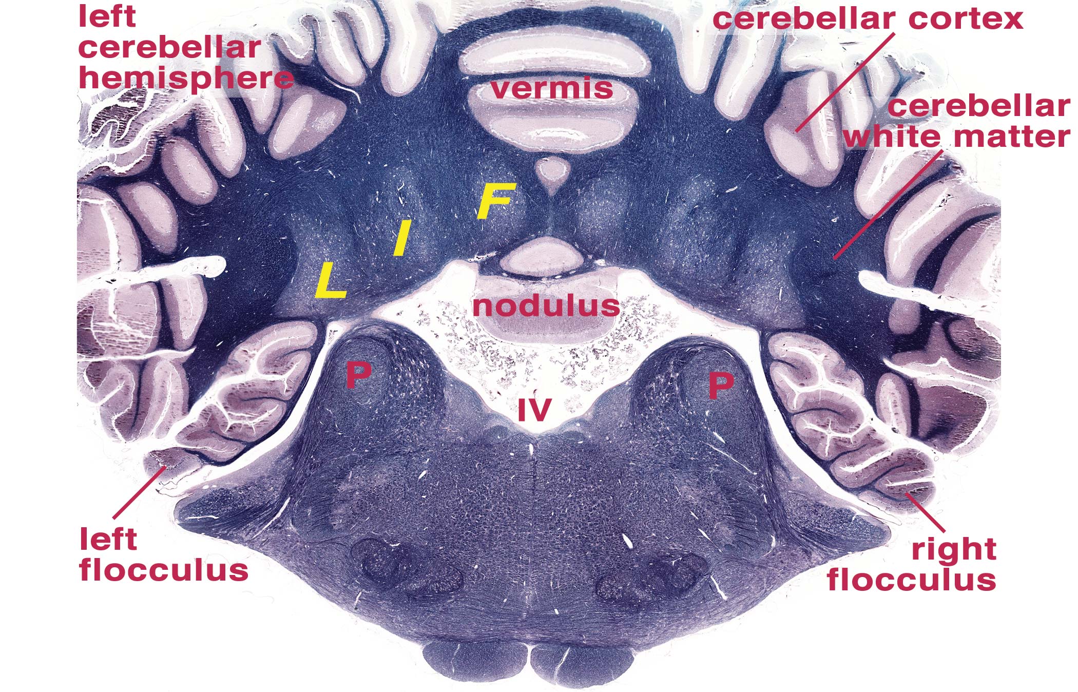 Cerebellar Nuclei