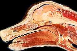 Median section of a dog head