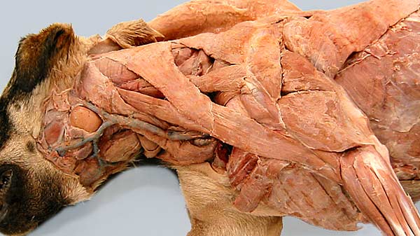 cadaver image