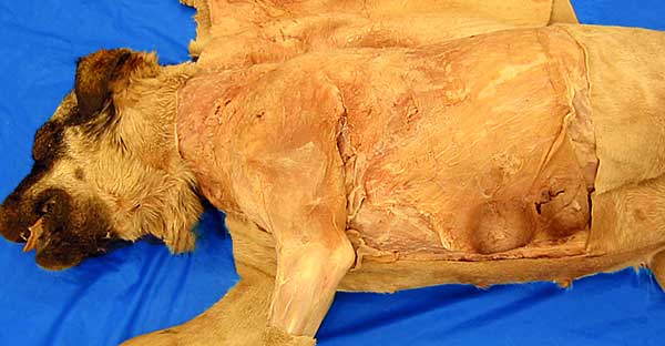 cadaver image