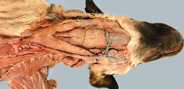 cadaver image
