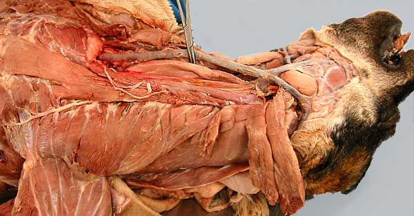 cadaver image