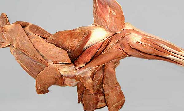 cadaver image