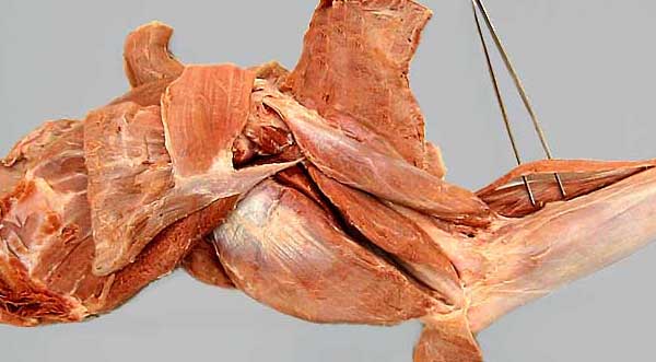 cadaver image