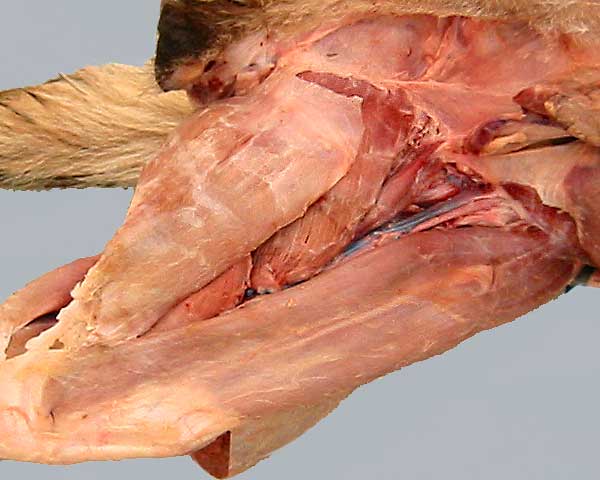 cadaver image