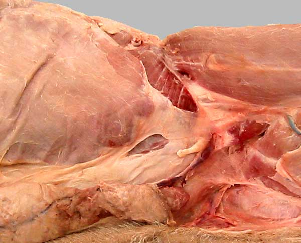 cadaver image