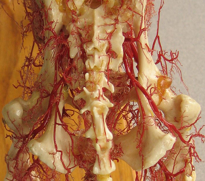 cadaver image