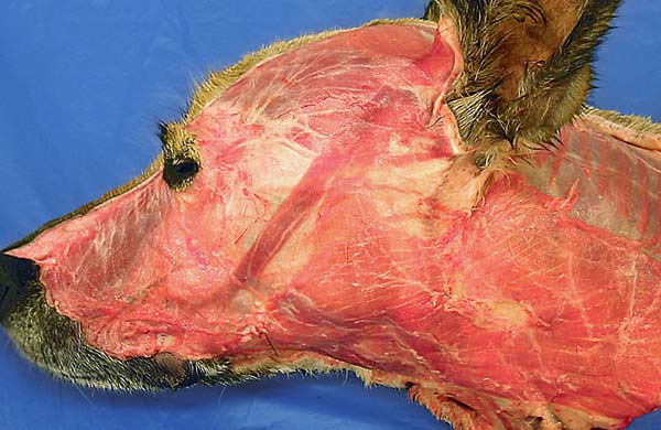 cadaver image