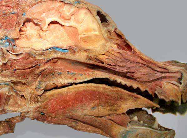 cadaver image