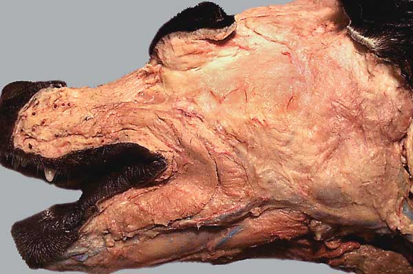 cadaver image