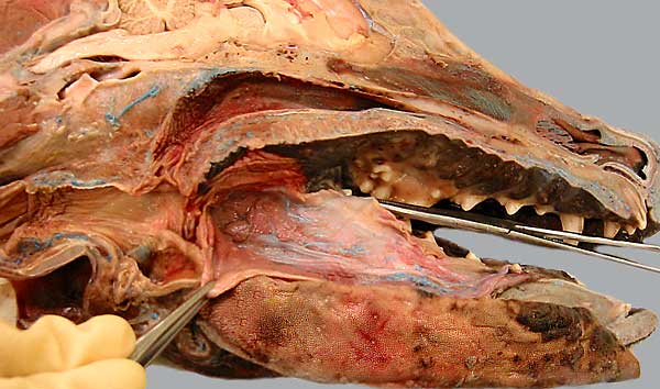 cadaver image