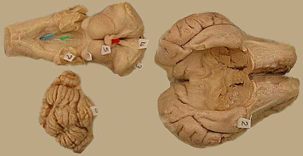Specimen image