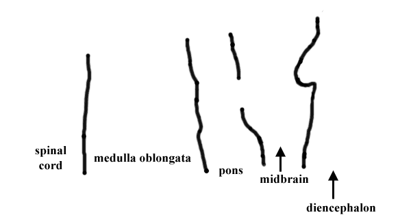 Specimen image