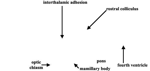 Specimen image