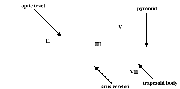 Specimen image