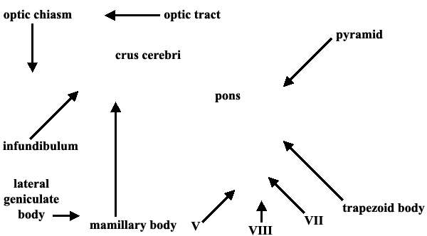 Specimen image