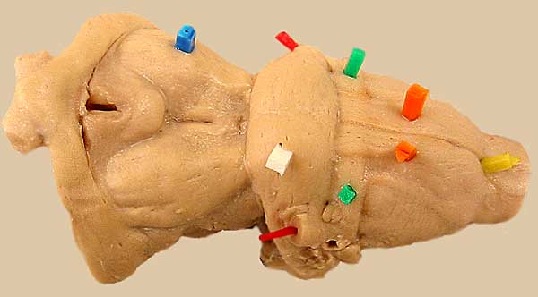 Specimen image