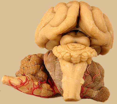 Specimen image