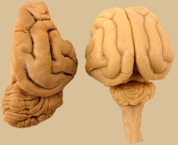 Specimen image