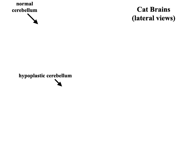 Specimen image