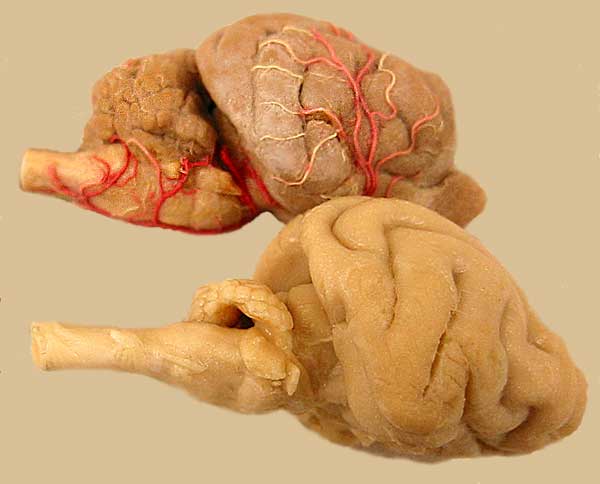 Specimen image