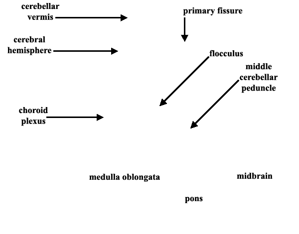 Specimen image