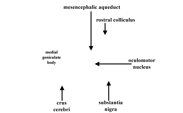 Specimen image