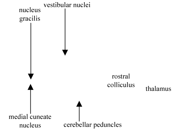 Specimen image