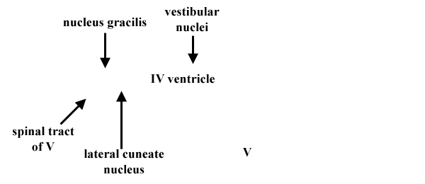 Specimen image