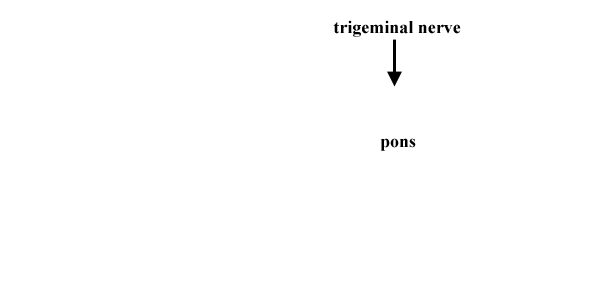 Pons Ventral View