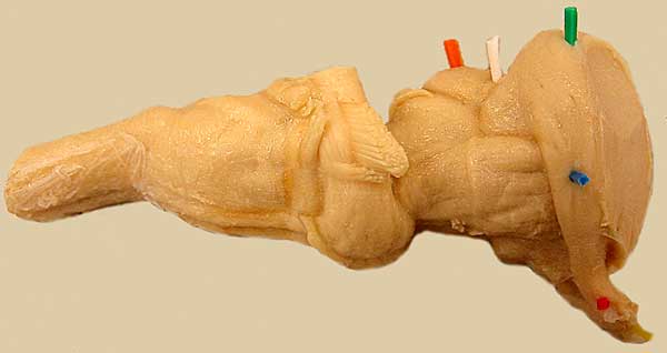 Specimen image