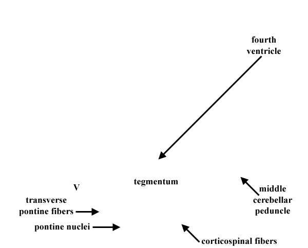 Specimen image