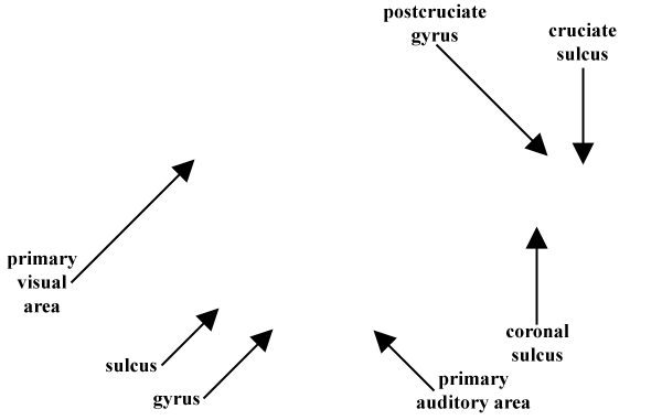 Specimen image