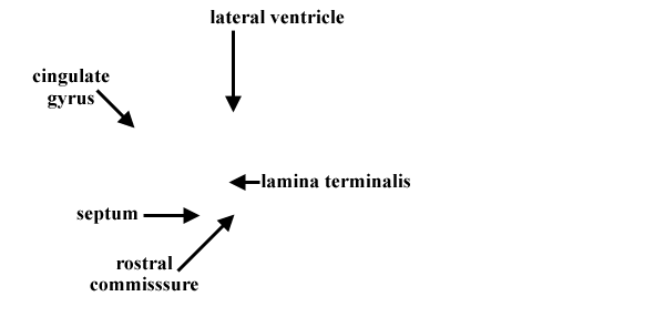 Specimen image