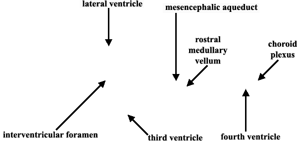 Specimen image