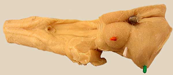 Specimen image