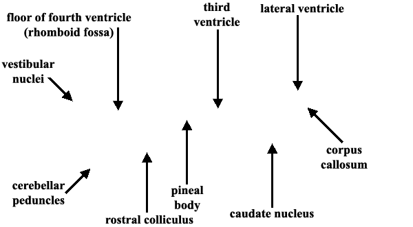 Specimen image