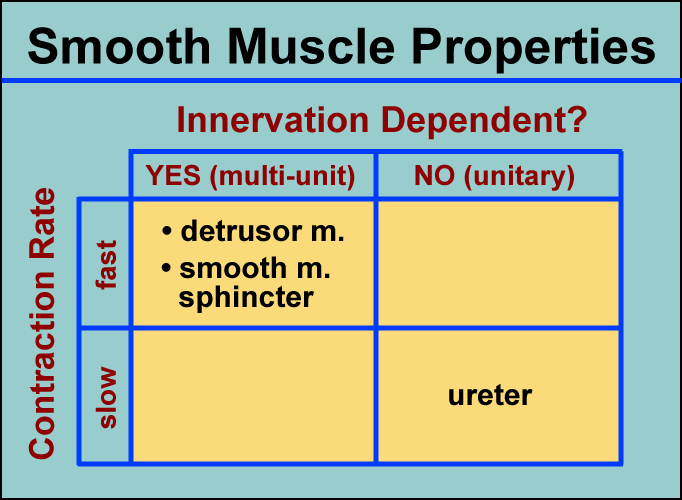 Frontiers  Locational and Directional Dependencies of Smooth Muscle  Properties in Pig Urinary Bladder