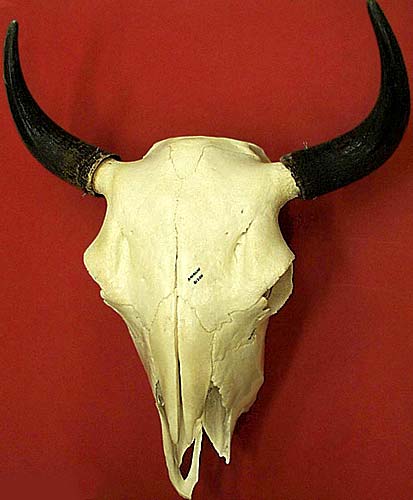 Specimen image