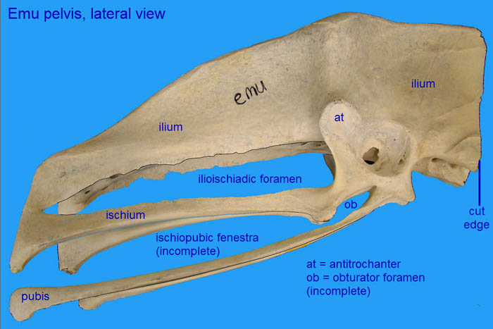 Specimen image