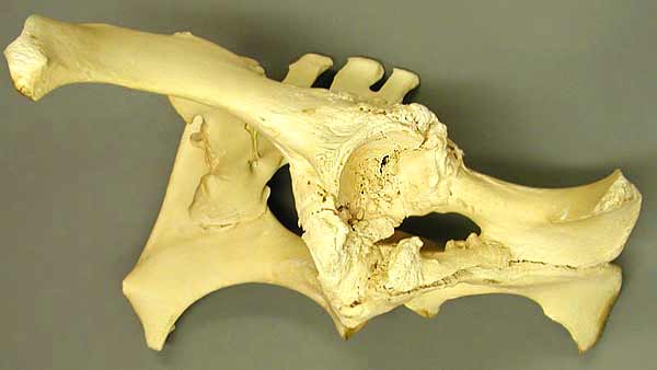 Specimen image