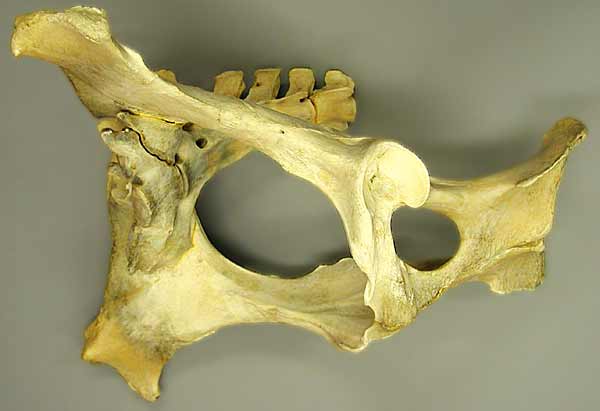 Specimen image