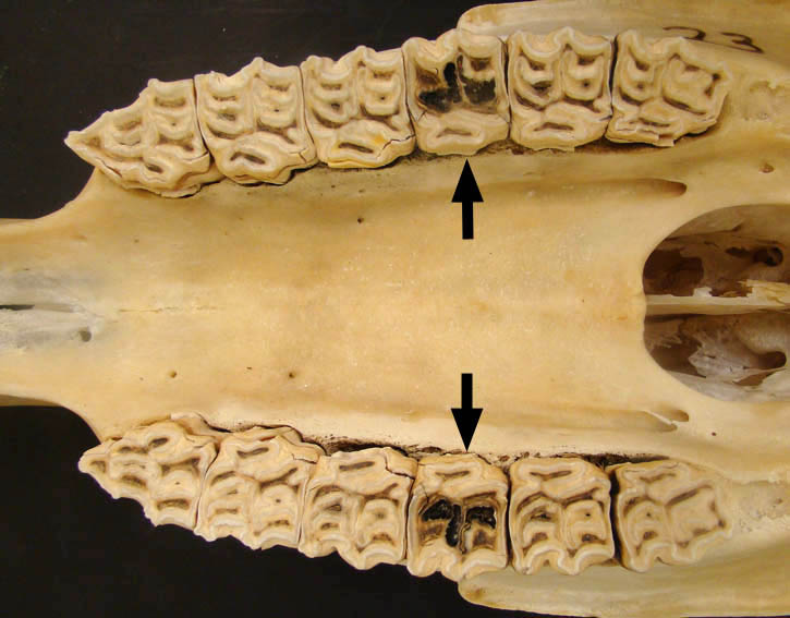 Specimen image