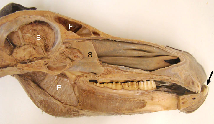 Specimen image