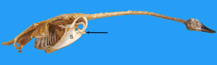 Specimen image