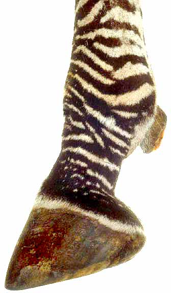 Zebra Foot