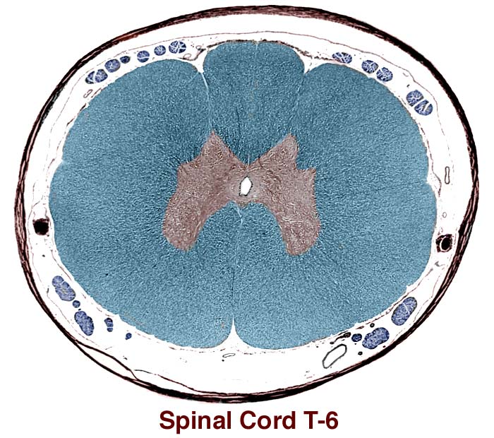 T6 Spinal Cord Segment