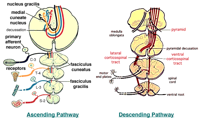 The white matter of deals the spinal cord contains